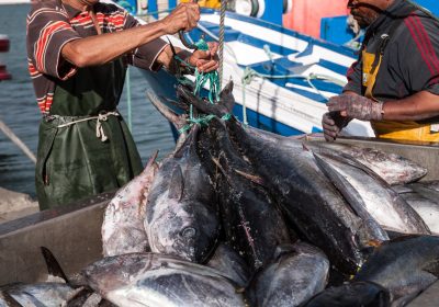 Saison des poissons : Consommez en respectant la biodiversité
