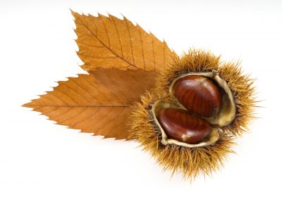 Chauds les marrons !